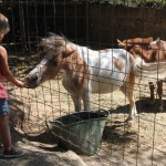 ponis parc de l'oreneta