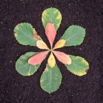 1448634368_land art ecocastor4